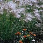 Hordeum jubatum Habit