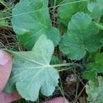 Heuchera cylindrica Leaf