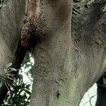 Ficus macrophylla Kaarna