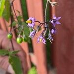 Solanum dulcamara Fiore