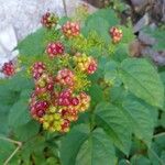 Aralia racemosa Fruit