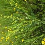 Rumex salicifolius Blad