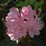 Rhododendron fulvum Квітка
