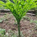 Amorphophallus paeoniifolius Blatt