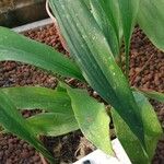 Aspidistra sichuanensis Deilen