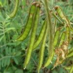 Tephrosia noctiflora Fruit