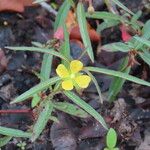 Ludwigia octovalvis Flower