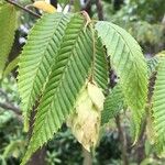 Carpinus japonica ഇല