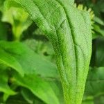 Echinacea purpurea Blatt