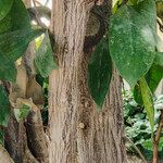 Ficus cyathistipula Bark