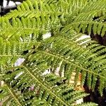 Dicksonia antarctica 葉