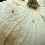 Cornus nuttallii Flor