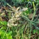 Enneapogon cenchroides Flower