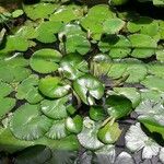 Nymphaea lotus Leaf