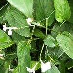 Maranta arundinacea 葉