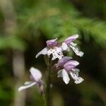 Galearis rotundifolia Çiçek