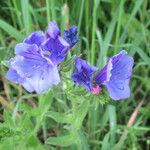 Echium plantagineumFolha