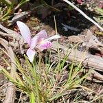 Pogonia ophioglossoides 花