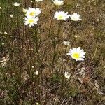 Leucanthemum graminifolium Цвят