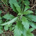 Artemisia suksdorfii Leaf