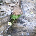 Saxifraga muscoides Habitus