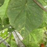 Dombeya pilosa Leaf