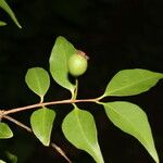 Psidium oligospermum Ffrwyth