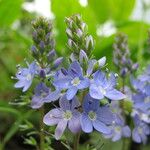 Veronica satureiifolia Flors