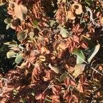 Combretum apiculatum 整株植物