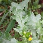 Senecio vulgaris पत्ता