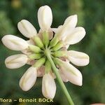 Coronilla viminalis Квітка