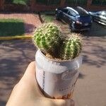 Echinopsis eyriesii Листок