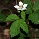 Rubus pensilvanicus برگ