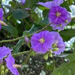 Solanum wendlandii Квітка