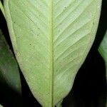 Anthurium lancifolium Blad
