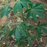 Manihot aesculifolia Leaf