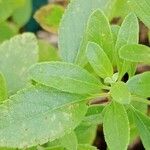 Salvia × jamensis Fuelha