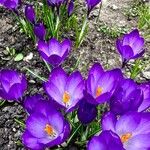 Crocus tommasinianusKvět