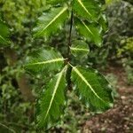 Pittosporum tenuifolium Leaf