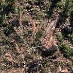 Eriogonum racemosum Hábito