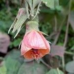 Abutilon jujuyense Kukka