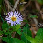 Ampelaster carolinianus Bloem