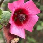 Malva unguiculata Floro