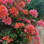 Bougainvillea spp. Flower