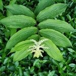 Maianthemum racemosum 葉