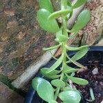 Kleinia petraea ഇല