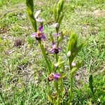 Ophrys apifera Кветка