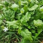 Plumbago zeylanica Ліст
