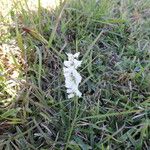 Spiranthes lacera Habit