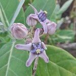 Calotropis gigantea Kvet